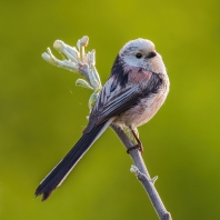mlynařík dlouhoocasý - Aegithalos caudatus