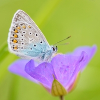 modrásek bělopásný - Aricia eumedon