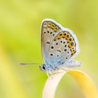 modrásek černolemý - Plebejus argus