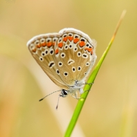 modrásek jehlicový - Polyommatus icarus