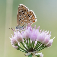 modrásek jehlicový - Polyommatus icarus