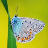 modrásek jehlicový - Polyommatus icarus