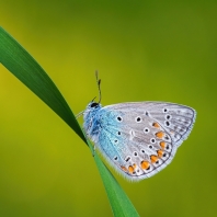 modrásek jehlicový - Polyommatus icarus