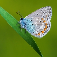modrásek jehlicový - Polyommatus icarus