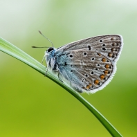 modrásek jehlicový - Polyommatus icarus