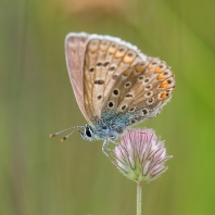modrásek jehlicový - Polyommatus icarus