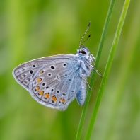 modrásek jehlicový - Polyommatus icarus
