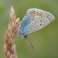 modrásek jehlicový - Polyommatus icarus