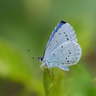 modrásek krušinový - Celastrina argiolus