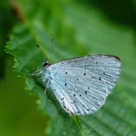 modrásek krušinový - Celastrina argiolus