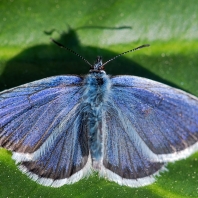 modrásek podobný - Plebejus argyrognomon