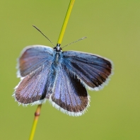 modrásek podobný - Plebejus argyrognomon