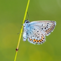 modrásek podobný - Plebejus argyrognomon