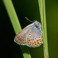 modrásek podobný - Plebejus argyrognomon