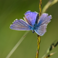 modrásek vičencový - Polyommatus thersites