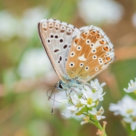 modrásek vikvicový - Polyommatus coridon