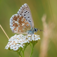 modrásek vikvicový - Polyommatus coridon