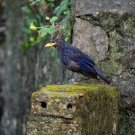 modravec siný - Myophonus caeruleus