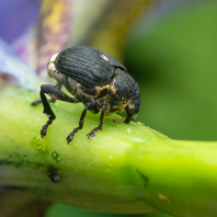 Mononychus punctumalbum