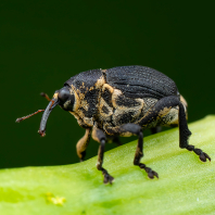 Mononychus punctumalbum