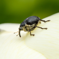 Mononychus punctumalbum