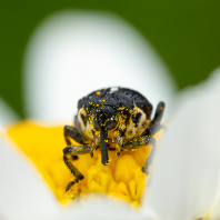 Mononychus punctumalbum