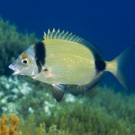 mořan obecný - Diplodus vulgaris