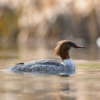 morčák velký - Mergus merganser