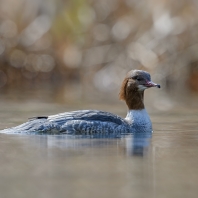 morčák velký - Mergus merganser