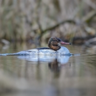 morčák velký - Mergus merganser