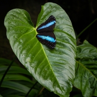 Morpho achilles