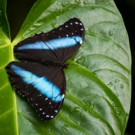 Morpho achilles