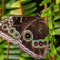 Morpho granadensis