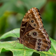 Morpho granadensis