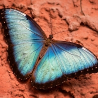 Morpho helenor