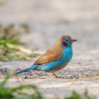 motýlek rudouchý - Uraeginthus bengalus