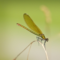 motýlice lesklá - Calopteryx splendens