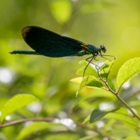 motýlice obecná - Calopteryx virgo