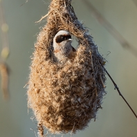 moudivláček lužní - Remiz pendulinus