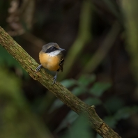 mravenčík černolící - Myrmoborus myotherinus