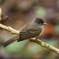 mravenčík prostý - Dysithamnus mentalis