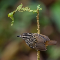 mravenčík zpěvný - Hypocnemis cantator