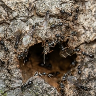 mravenec černolesklý - Lasius fuliginosus