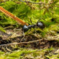mravenec černolesklý - Lasius fuliginosus