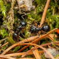 mravenec černolesklý - Lasius fuliginosus