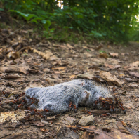 mravenec lesní - Formica rufa