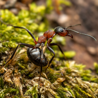 mravenec lesní - Formica rufa