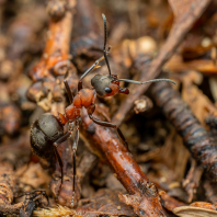 mravenec lesní - Formica rufa