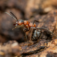 mravenec lesní - Formica rufa