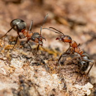 mravenec lesní - Formica rufa